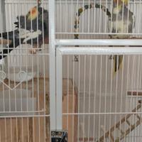 Calopsite maggiorata