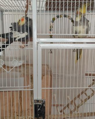 Calopsite maggiorata