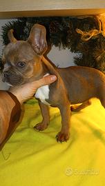 French bulldog esotico