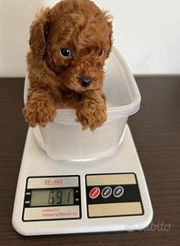 Barboncini mini mini tea cup Toy da borsetta