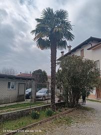 palma 6/7 metri circa