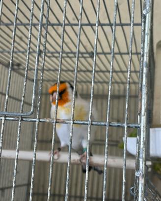 Cardellino major