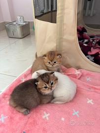 Cuccioli British Shorthair