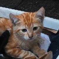 Dono due cuccioli arancioni e la loro mamma