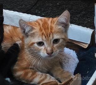 Dono due cuccioli arancioni e la loro mamma