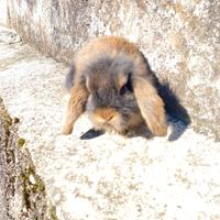 Coniglio Ariete puro