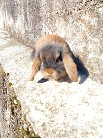 Coniglio Ariete puro