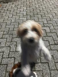 Jack Russell di razza