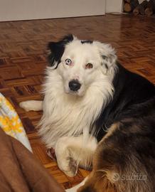 cane Pastore australiano Australian schepherd