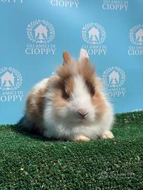 Cucciolo Conigli nani