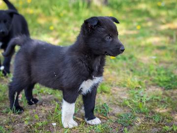 Cuccioli Pastore tedesco/Labrador