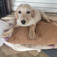 Cucciola simil setter in adozione