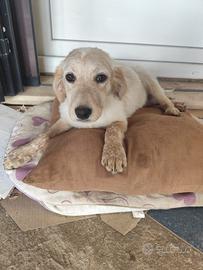 Cucciola simil setter in adozione