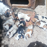 Cuccioli di jack Russell