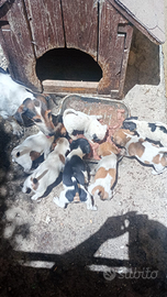 Cuccioli di jack Russell