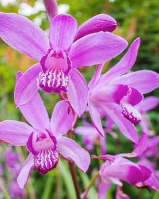 3 rizomi di bletilla striata fuxia