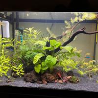 Askoll pure L + accessori