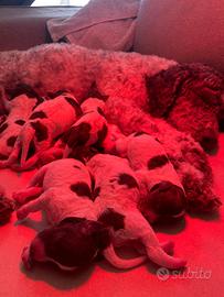 Cuccioli di Lagotto Romagnolo con pedigree