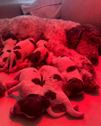 Cuccioli di Lagotto Romagnolo con pedigree