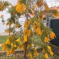 mimosa 2 mt