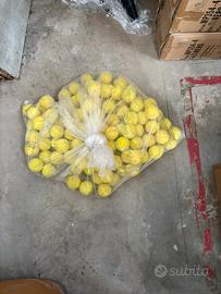 Palline da tennis usate per allenamento