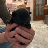 Cucciolata volpini spitz
