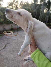 Cucciole setter inglese