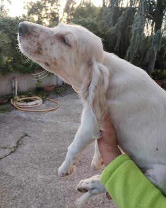 Cucciole setter inglese