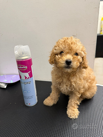 Barboncino Toy albicocca