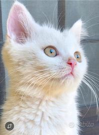 Animali gatto Scottish