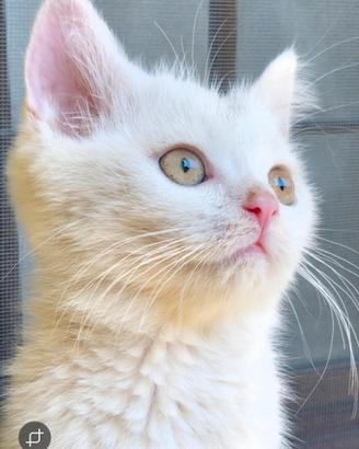 Animali gatto Scottish