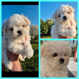 Maltese