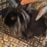 Coniglio Testa di Leone