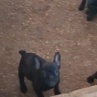 Bulldog francese