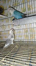 Agapornis Roseicollins pulli