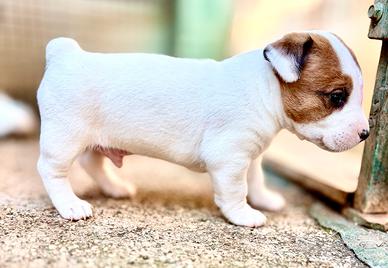 Jack Russell terrier