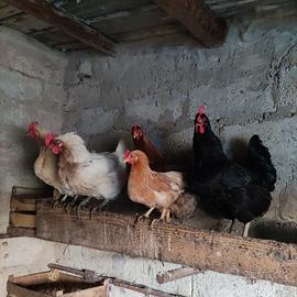 Galline galli pollastre e anatroccoli