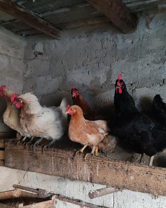 Galline galli pollastre e anatroccoli