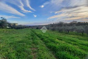 TER. AGRICOLO A VELLETRI