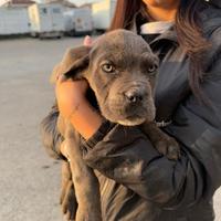Cuccioli cane corso