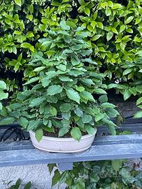 Bonsai di carpino