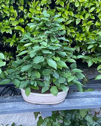 Bonsai di carpino
