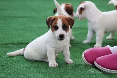Jack russell terrier