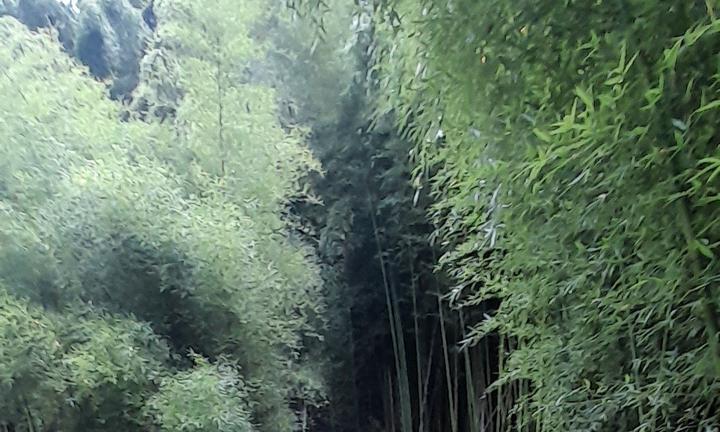 Piantagione di Bambù