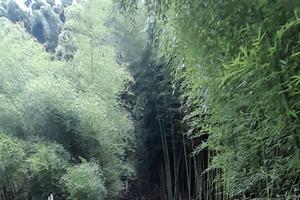 Piantagione di Bambù gigante