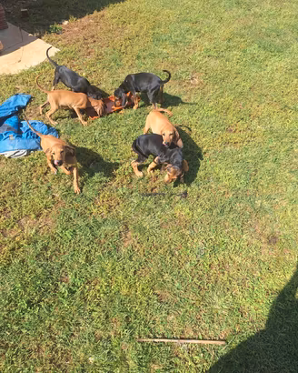 Cuccioli di segugio italiano