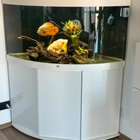 Acquario juwel completo 1 anno di vita