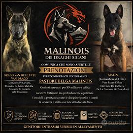 Pastore Belga Malinois prestigiosa cucciolata Enci