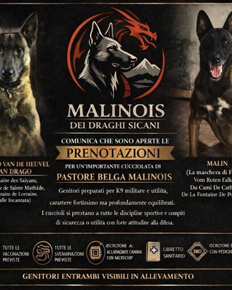 Pastore Belga Malinois prestigiosa cucciolata Enci