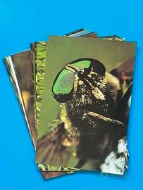 BELLEZZA DELLA NATURA 1973 CARDS SET Figurine